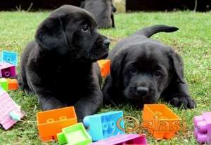 LABRADOR štenci, žute i crne boje